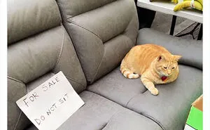 Cute And Funny Cats In Shops Looking Like They Own The Place, As Shared On This Twitter Page (New Pics)