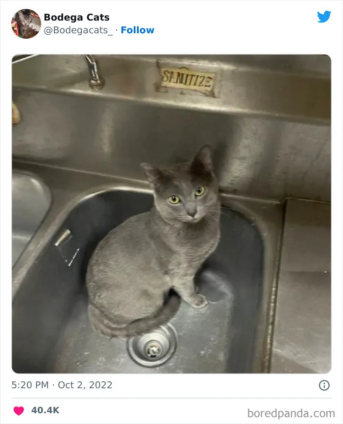 Estos adorables gatos de bodegas y tiendas se ven como si fueran los dueños del lugar (nuevas imágenes)