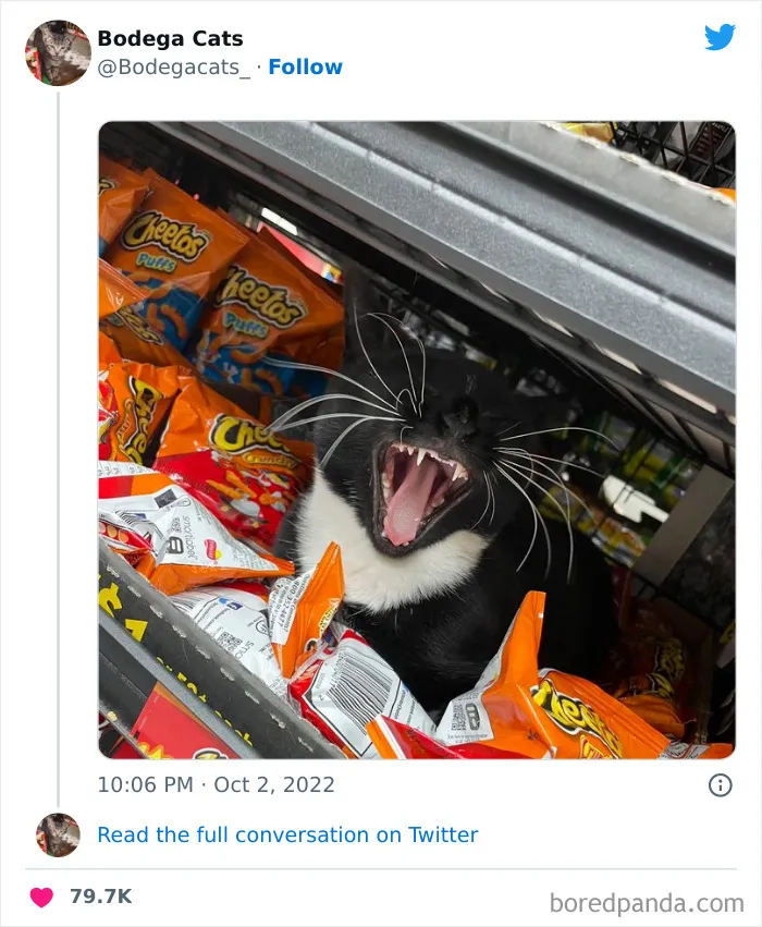 Estos adorables gatos de bodegas y tiendas se ven como si fueran los dueños del lugar (nuevas imágenes)