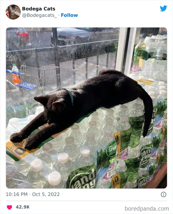 Estos adorables gatos de bodegas y tiendas se ven como si fueran los dueños del lugar (nuevas imágenes)