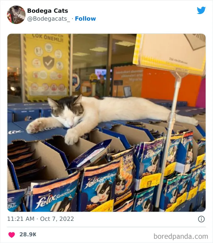 Estos adorables gatos de bodegas y tiendas se ven como si fueran los dueños del lugar (nuevas imágenes)