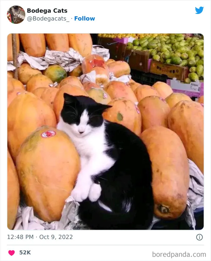 Estos adorables gatos de bodegas y tiendas se ven como si fueran los dueños del lugar (nuevas imágenes)