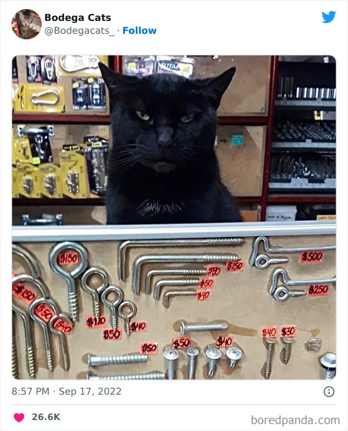 Estos adorables gatos de bodegas y tiendas se ven como si fueran los dueños del lugar (nuevas imágenes)