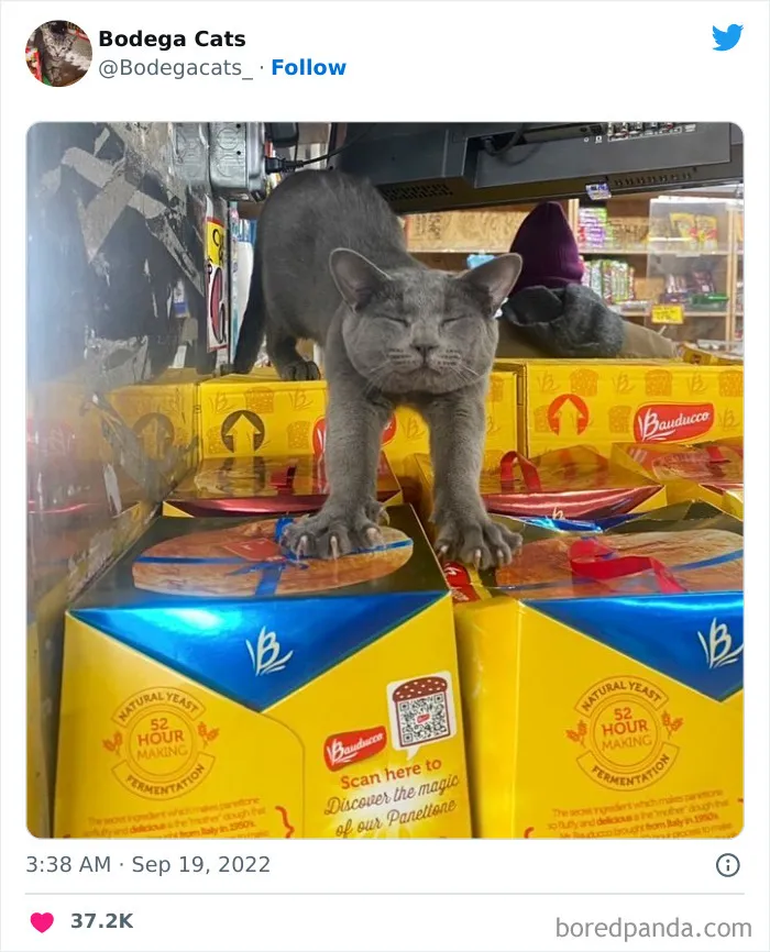 Estos adorables gatos de bodegas y tiendas se ven como si fueran los dueños del lugar (nuevas imágenes)