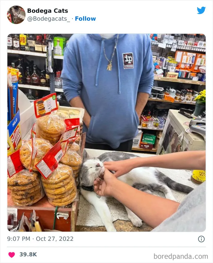 Estos adorables gatos de bodegas y tiendas se ven como si fueran los dueños del lugar (nuevas imágenes)