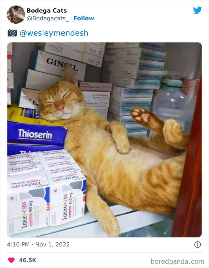 Cute And Funny Cats In Shops Looking Like They Own The Place, As Shared On This Twitter Page (New Pics)