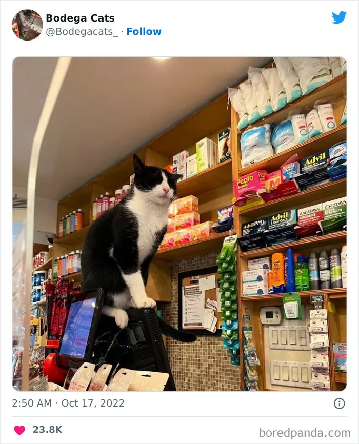 Estos adorables gatos de bodegas y tiendas se ven como si fueran los dueños del lugar (nuevas imágenes)