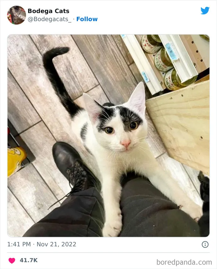 Estos adorables gatos de bodegas y tiendas se ven como si fueran los dueños del lugar (nuevas imágenes)