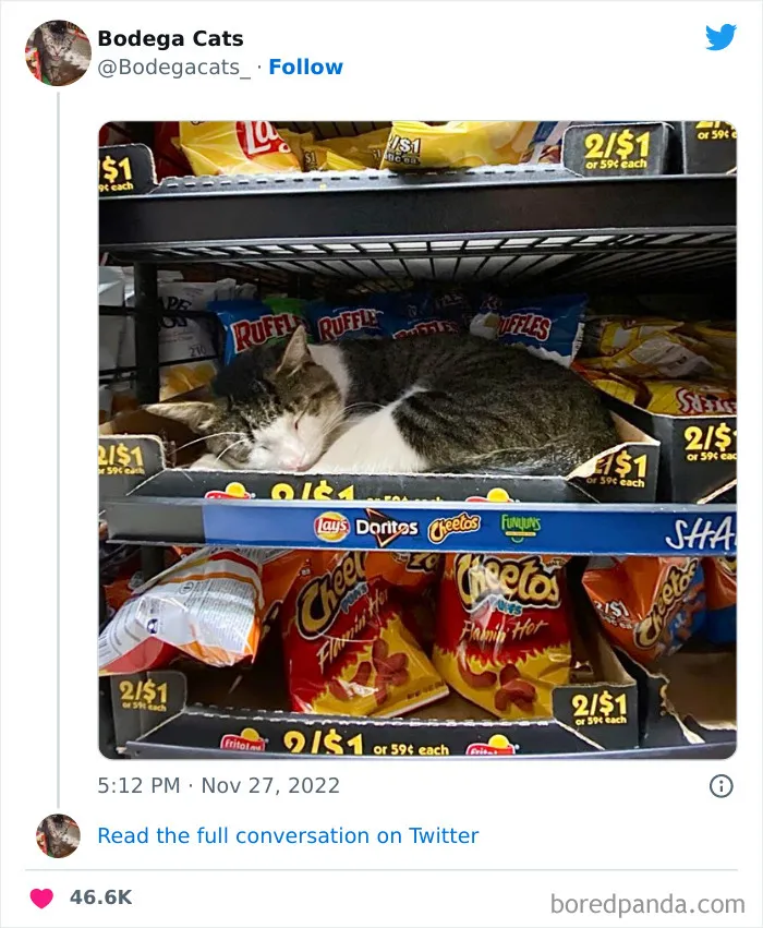 Estos adorables gatos de bodegas y tiendas se ven como si fueran los dueños del lugar (nuevas imágenes)
