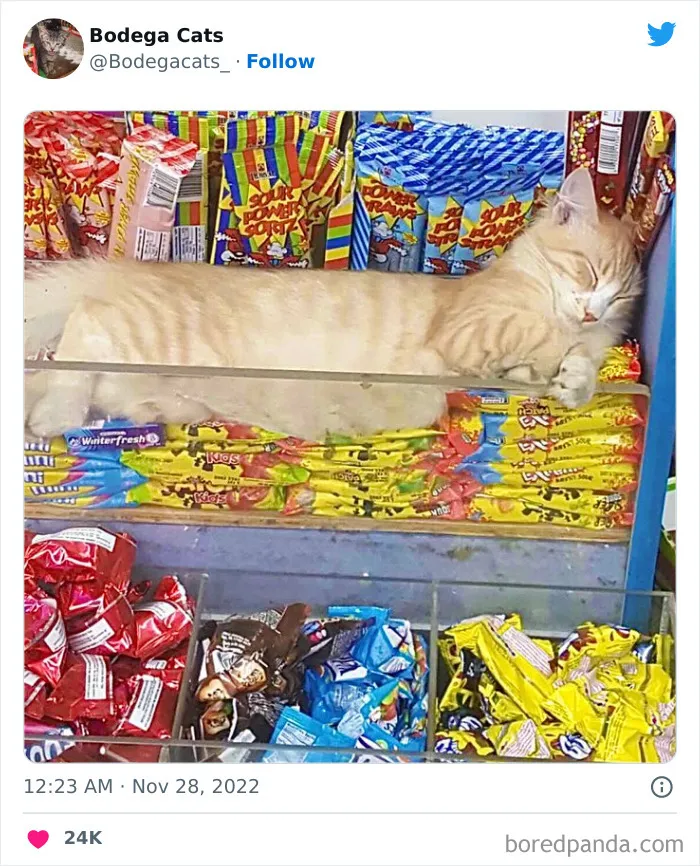 Estos adorables gatos de bodegas y tiendas se ven como si fueran los dueños del lugar (nuevas imágenes)