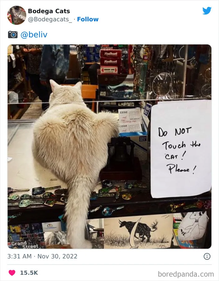 Estos adorables gatos de bodegas y tiendas se ven como si fueran los dueños del lugar (nuevas imágenes)