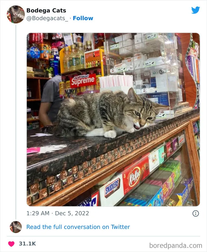 Estos adorables gatos de bodegas y tiendas se ven como si fueran los dueños del lugar (nuevas imágenes)
