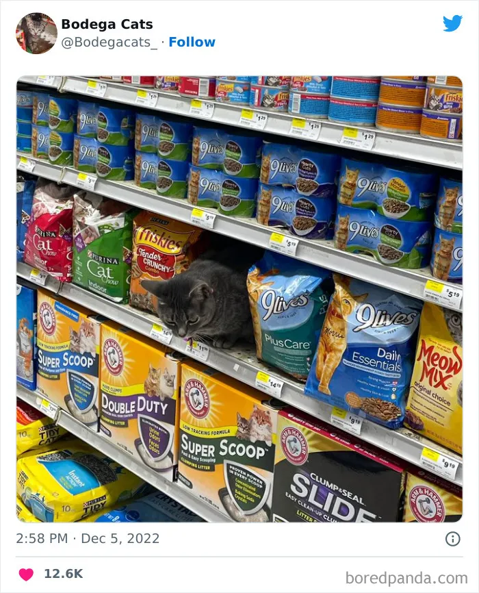 Estos adorables gatos de bodegas y tiendas se ven como si fueran los dueños del lugar (nuevas imágenes)