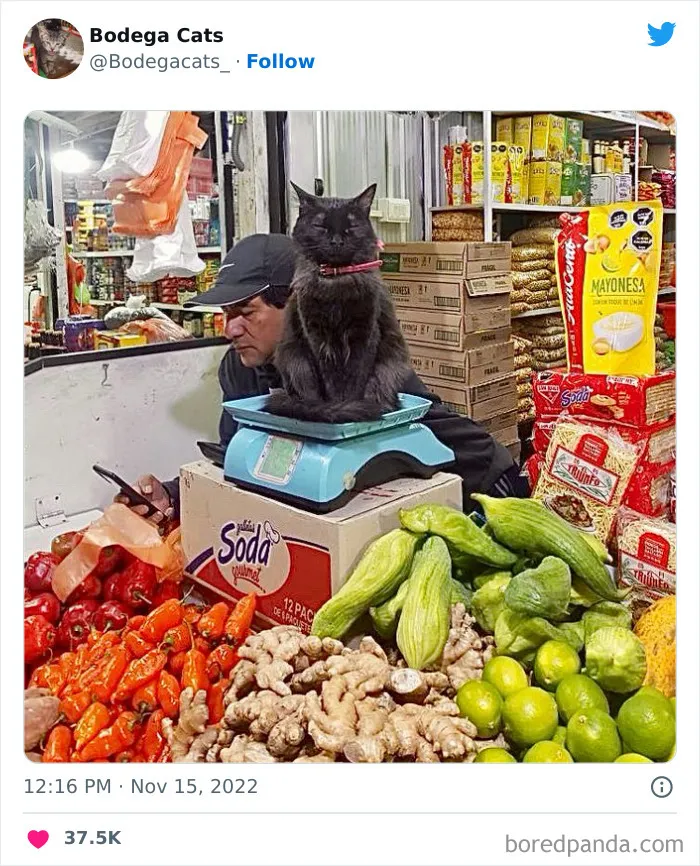 Cute And Funny Cats In Shops Looking Like They Own The Place, As Shared On This Twitter Page (New Pics)