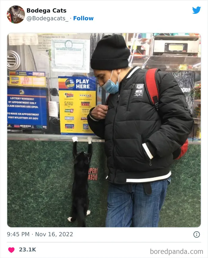 Cute And Funny Cats In Shops Looking Like They Own The Place, As Shared On This Twitter Page (New Pics)