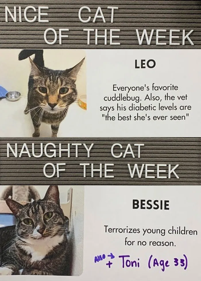 20 Pics Of Cats That Scored A Spot On The ‘Naughty And Nice’ Board At This Cat Rescue