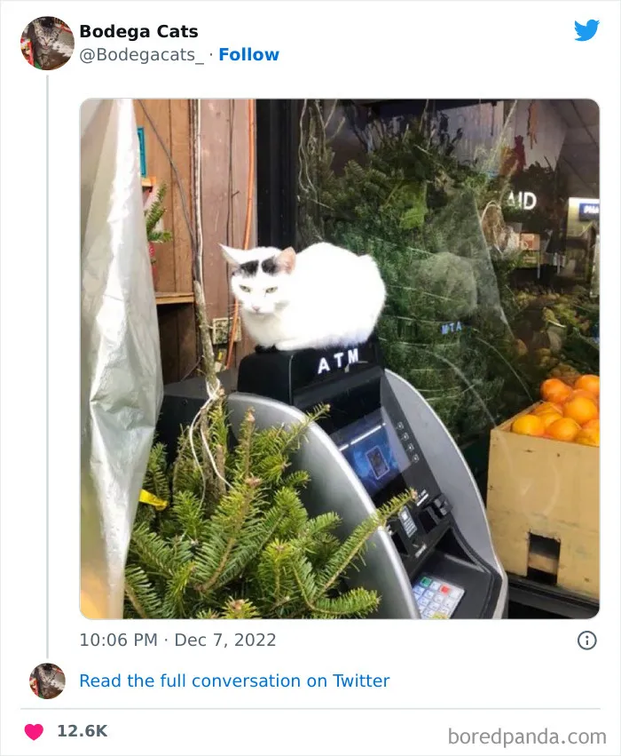 Estos adorables gatos de bodegas y tiendas se ven como si fueran los dueños del lugar (nuevas imágenes)