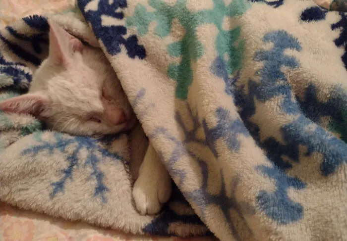 My Cute Crazy Cat