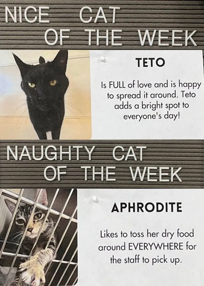 20 Pics Of Cats That Scored A Spot On The ‘Naughty And Nice’ Board At This Cat Rescue