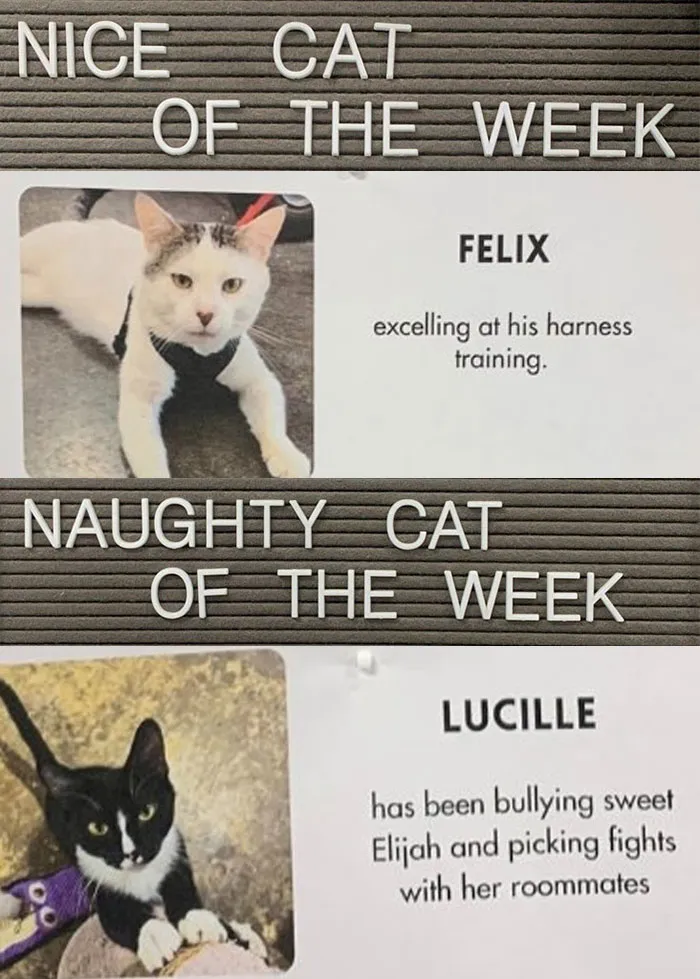 20 Pics Of Cats That Scored A Spot On The ‘Naughty And Nice’ Board At This Cat Rescue