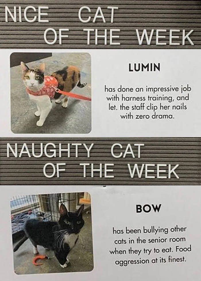20 Pics Of Cats That Scored A Spot On The ‘Naughty And Nice’ Board At This Cat Rescue