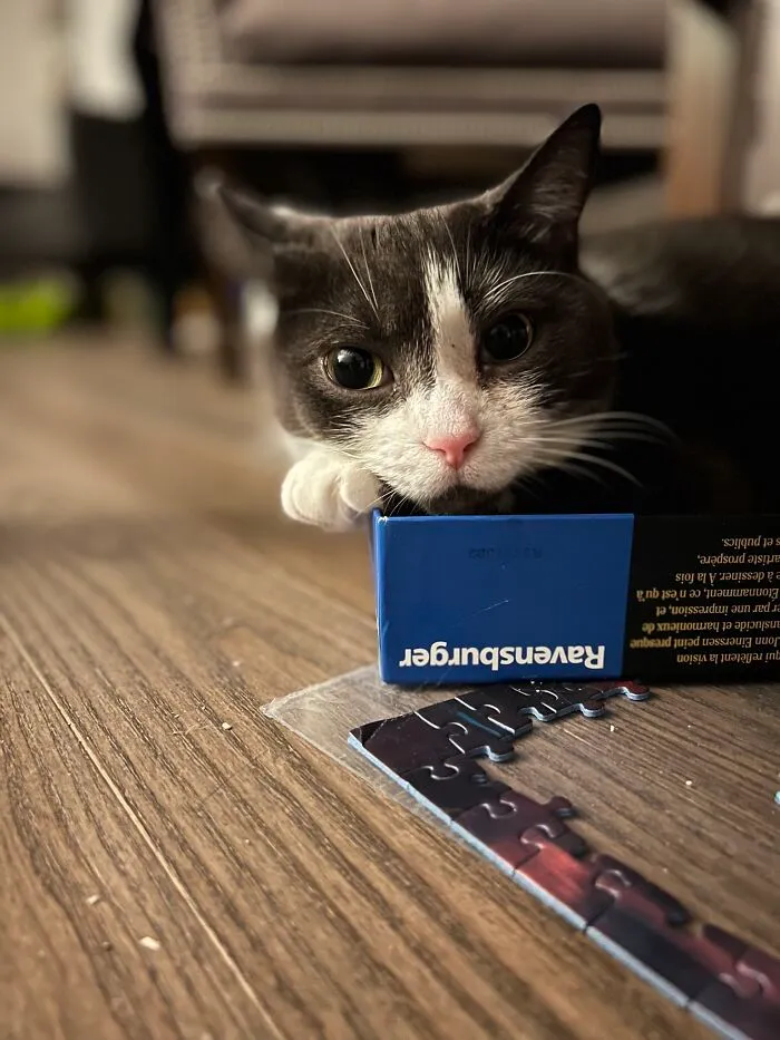 Don’t Know If This Counts But My Cat Moo Was Not Letting Me Work On My Puzzle!