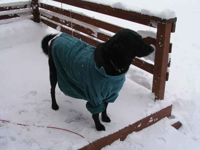Flannel Shirts Work For Dogs, Too
