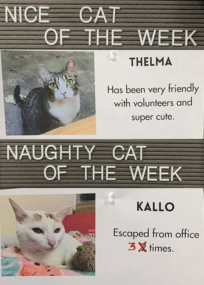 20 Pics Of Cats That Scored A Spot On The ‘Naughty And Nice’ Board At This Cat Rescue