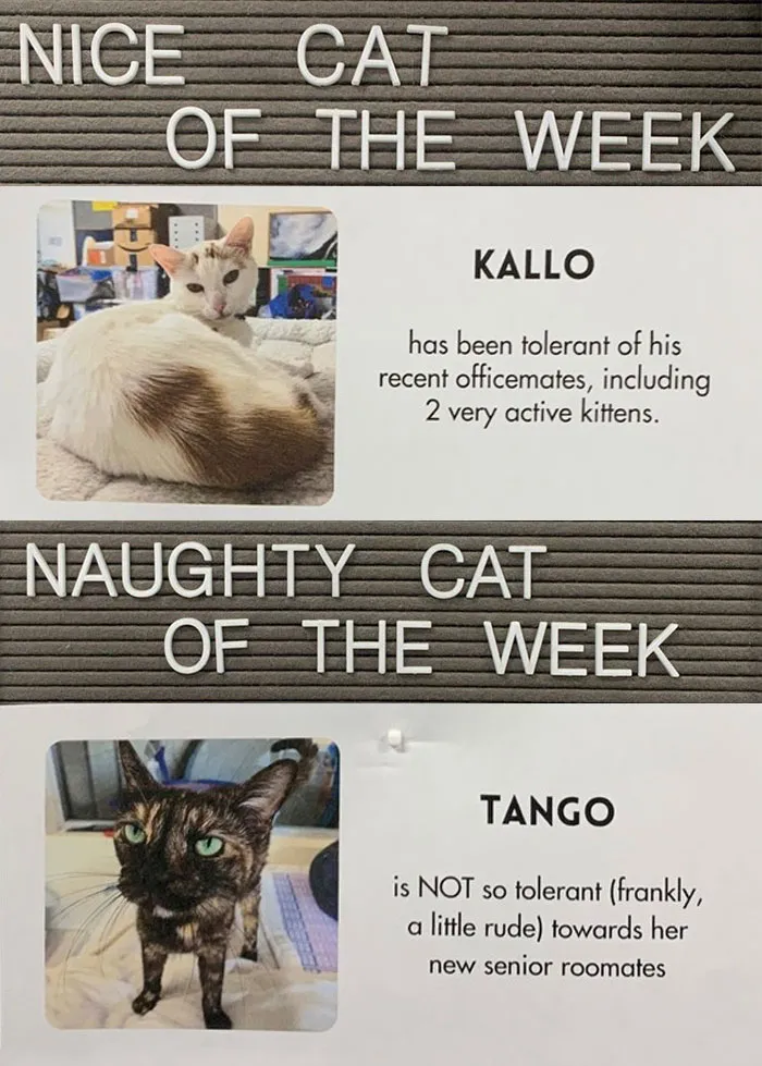 20 Pics Of Cats That Scored A Spot On The ‘Naughty And Nice’ Board At This Cat Rescue