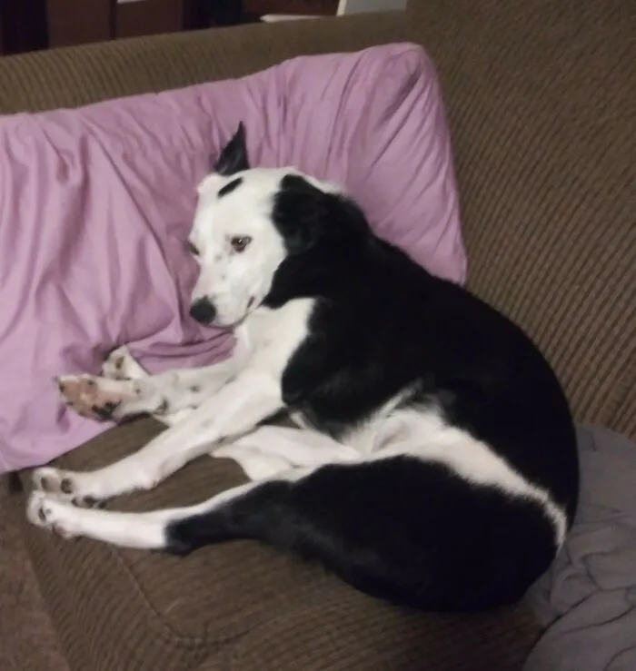 Grandpets
