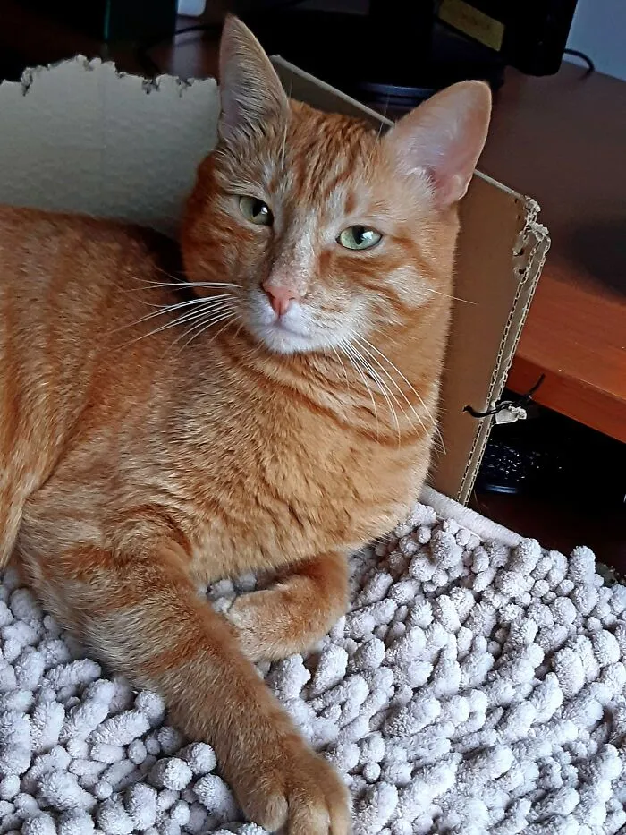 My Friend  Brought Him To Me From The Carpentry Workshop, Skinny Kitten, A Brave Little Creature Who Brought Joy Into My Life, Into My Every Day