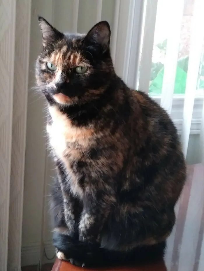 Lola