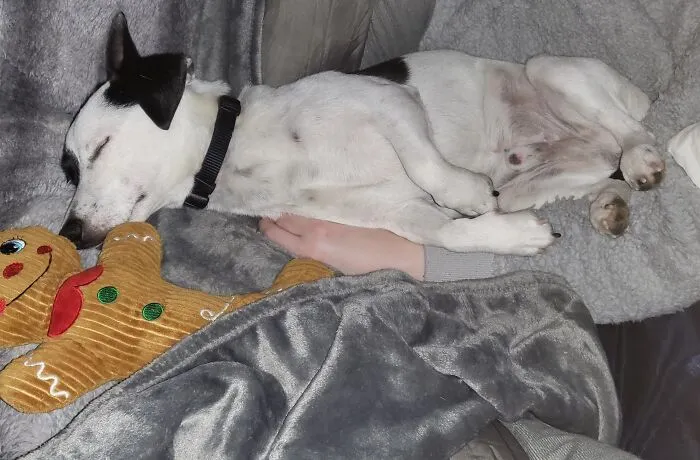 Stryder Sleeping Between Mommy And Gingey The Gingerbread Man