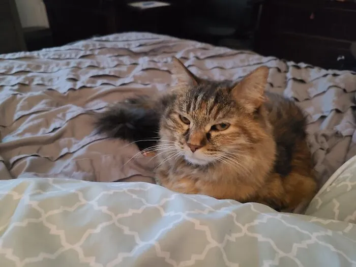 Fluff Is Ready For Bedtime