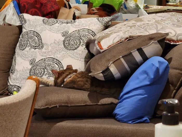 Who Needs Blankets When You Have A Couch Full Of Pillows
