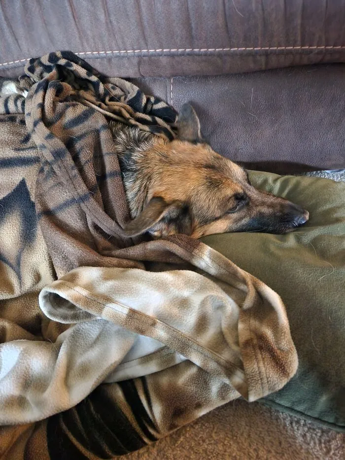 Cozzy Doggo :)