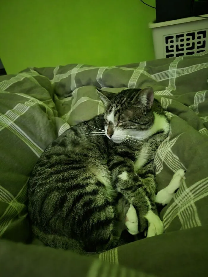 My Rescue Boy, Theo, Sleeping On Me On The Bed