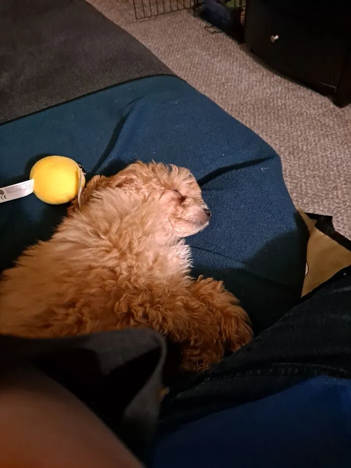 This Is Our New Baby Dandy Chiggins