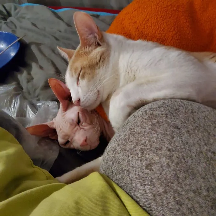 You're The Bestest Pillow, Brother 😊