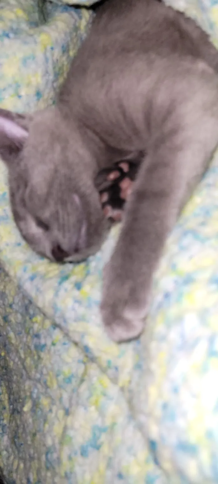 Sleepy Blue With The Snuggles!!