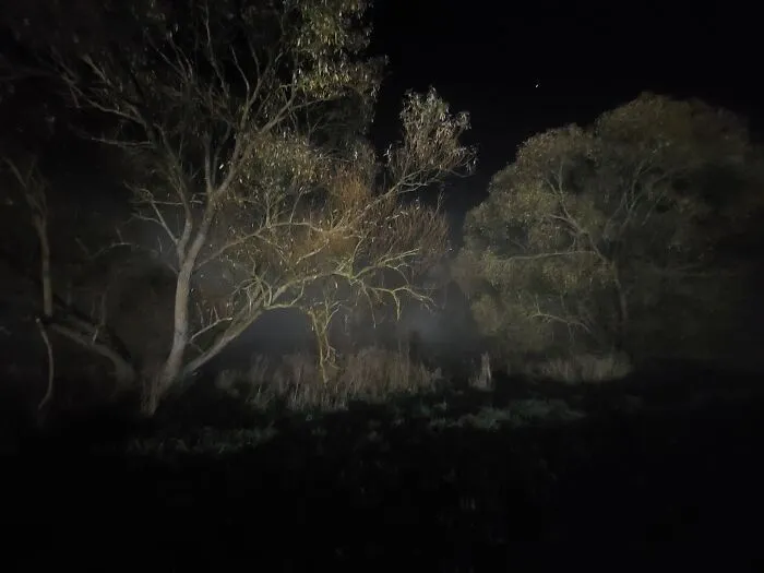 Walking My Dog On Halloween