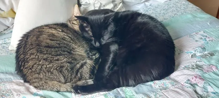 Sleepy Boys