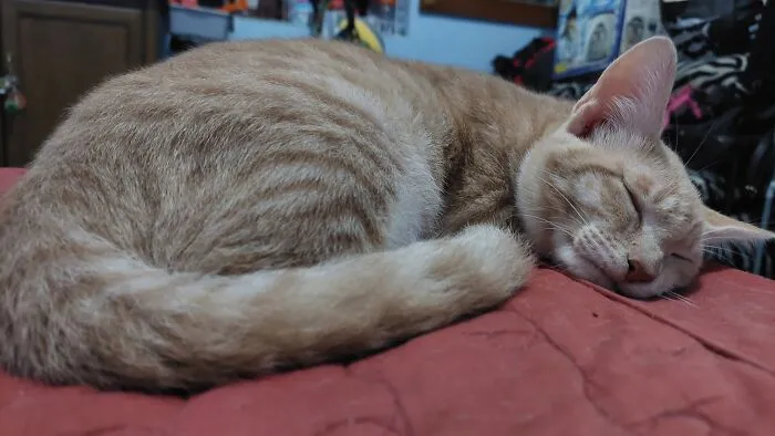 Them Squished Cheek