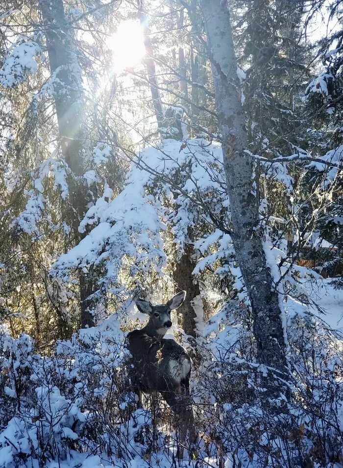 Love And Light 🤎❄