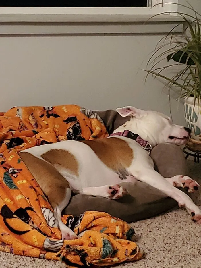 My Pittie, Stormi