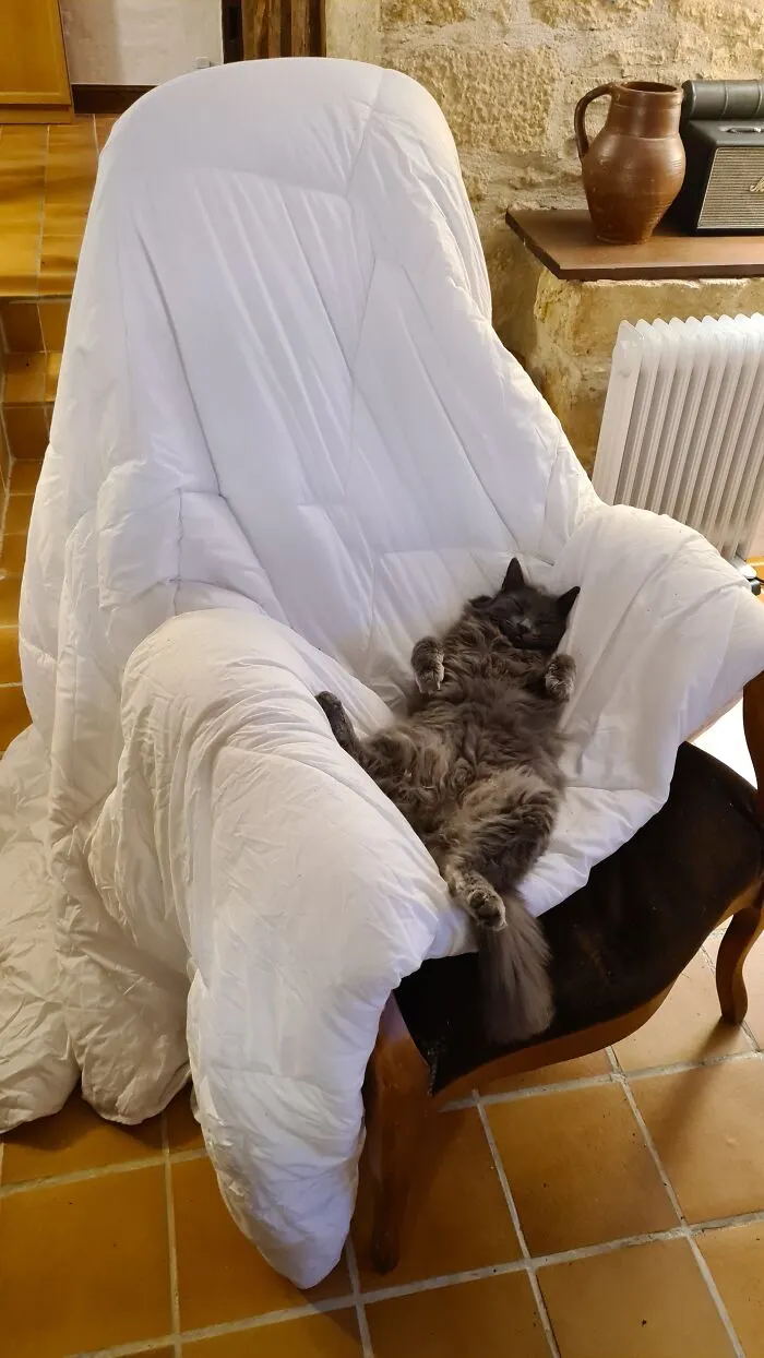 The Blanket Was On The Chair Because I Had To Wash It. Because She Peed On The Bed. Twice