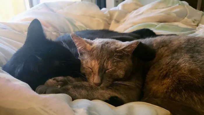 All Nipped Out