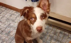 Hey Pandas, Post A Picture Of Your Pet Looking Proud Of Something They Ruined (Closed)