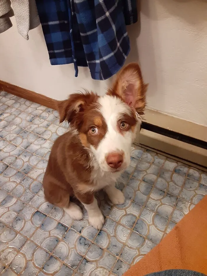 This Is Jo (Short For Jolene). She Has Been Reaching Up And Taking Things From Counters, Tables, Desks, Etc Lately And She Also Steals Shoes And Socks! She Loves To Find Papers And Shred Them Up, Lol