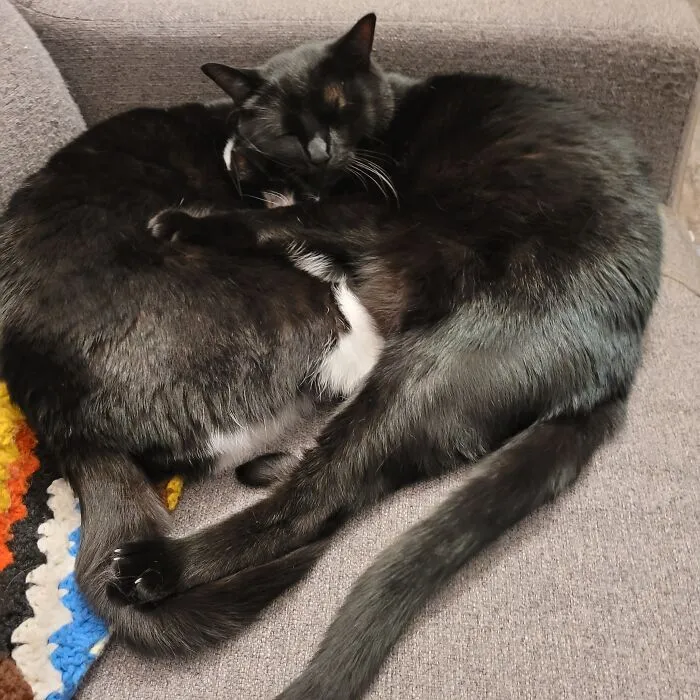 Cuddlebugs